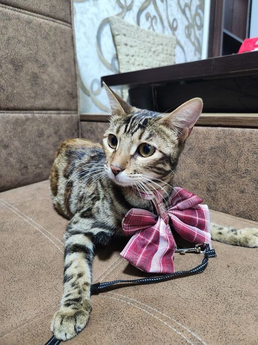 Bengal mushuk srochno sotiladi