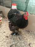 Cochinchina bibat
