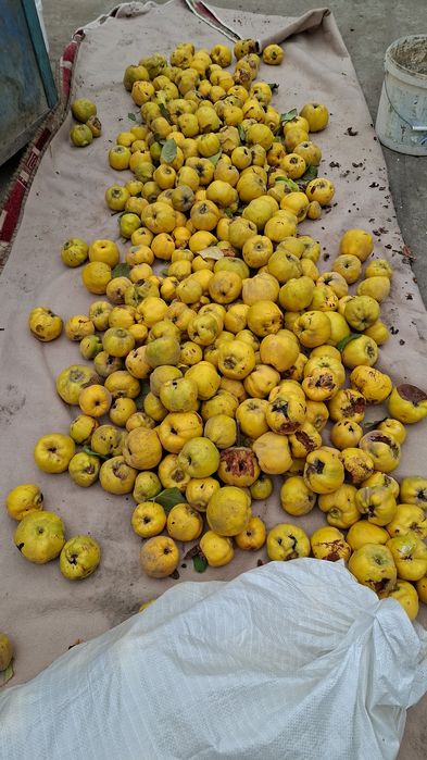 Продаёться Айва сочная ,вырощена без химикатов,полезно всего организма