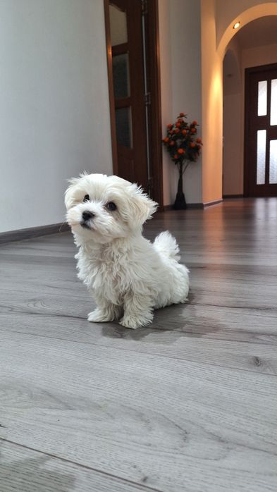 Bichon malteze mini-toy