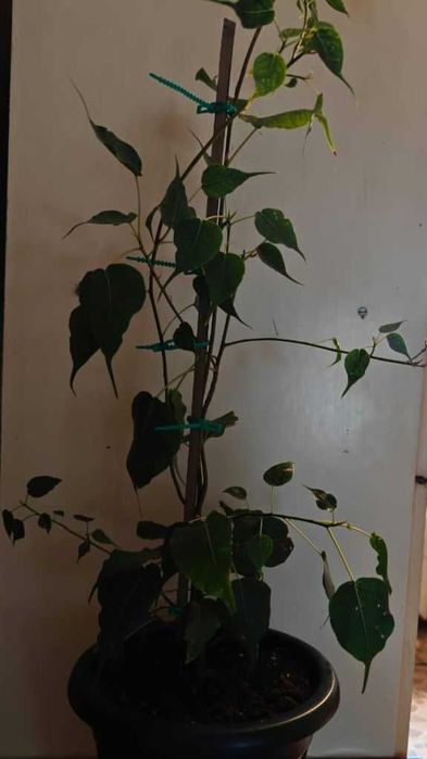 Фикус священный эдем. Комнатное растение.