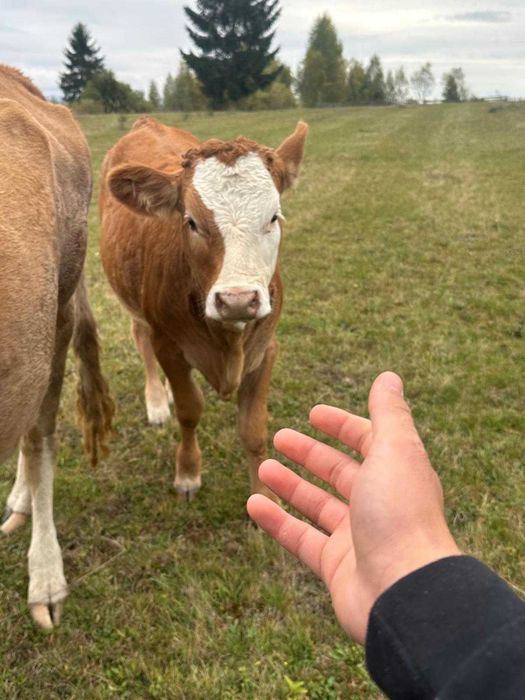 Vând 3 vitele bălțata românească