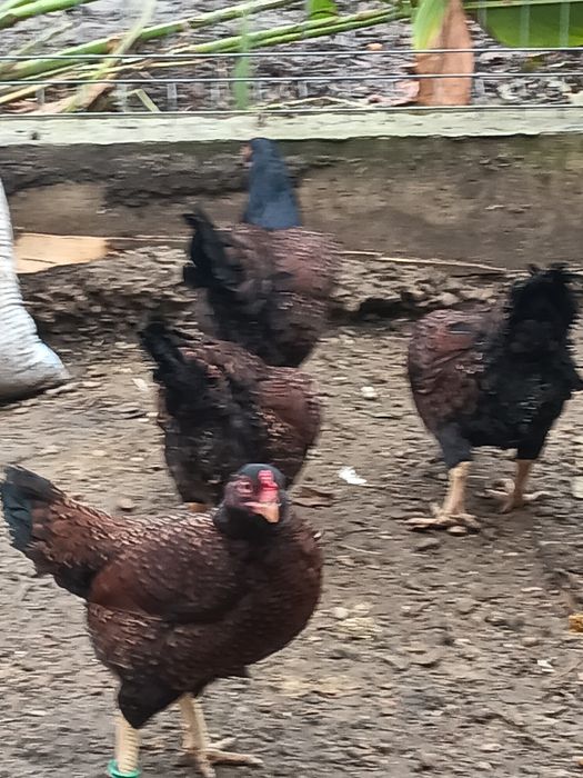 Găini combatante indiene