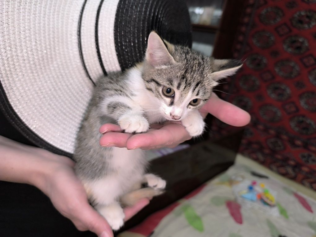 Отдам котенка  в хорошие руки
