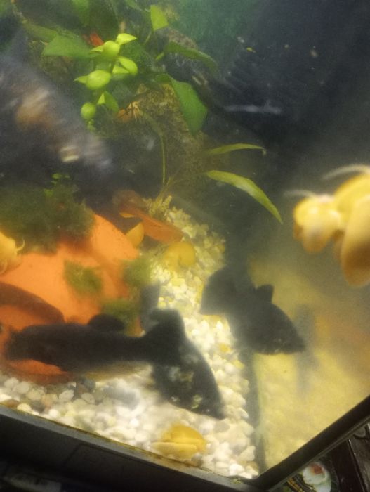 Schimb pești molly cu plante de suprafață de acvariu