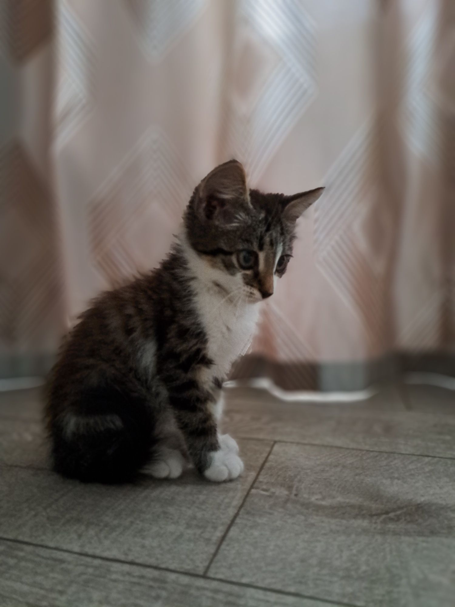 Отдам котёнка мальчика