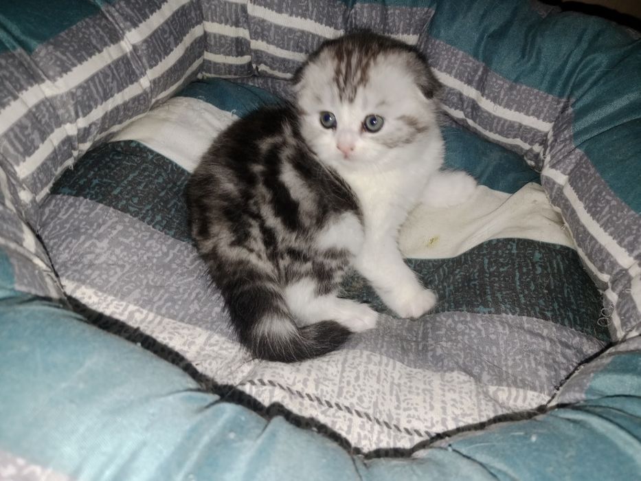 Роскошные Шотланские котята