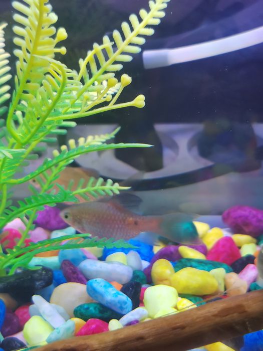 Барбус огненный.