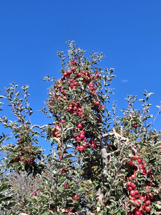 Mere de vânzare mai multe soiuri