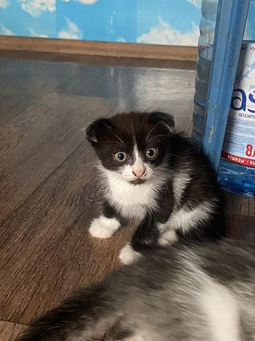 Котенок карликовый вислоухий