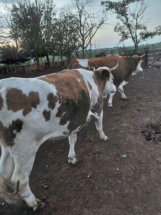 Juninci baltata romaneasca gestante vaci baltata romaneasca gestante