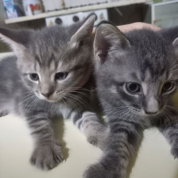 Породистые  котята  1,5 месяца