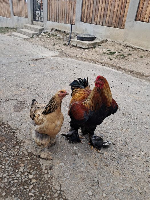 Vând pereche brahman