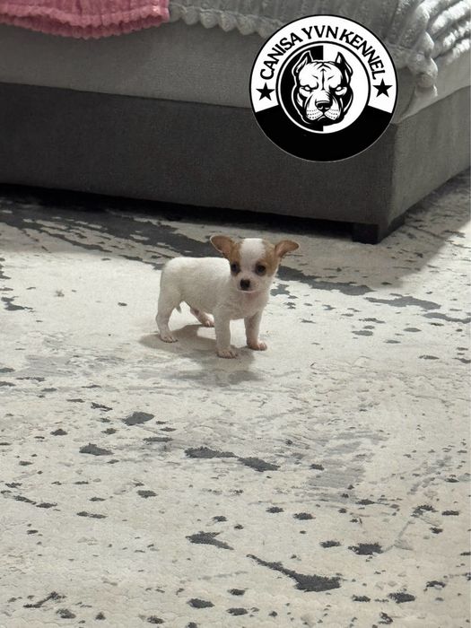 Mascul chihuahua miny