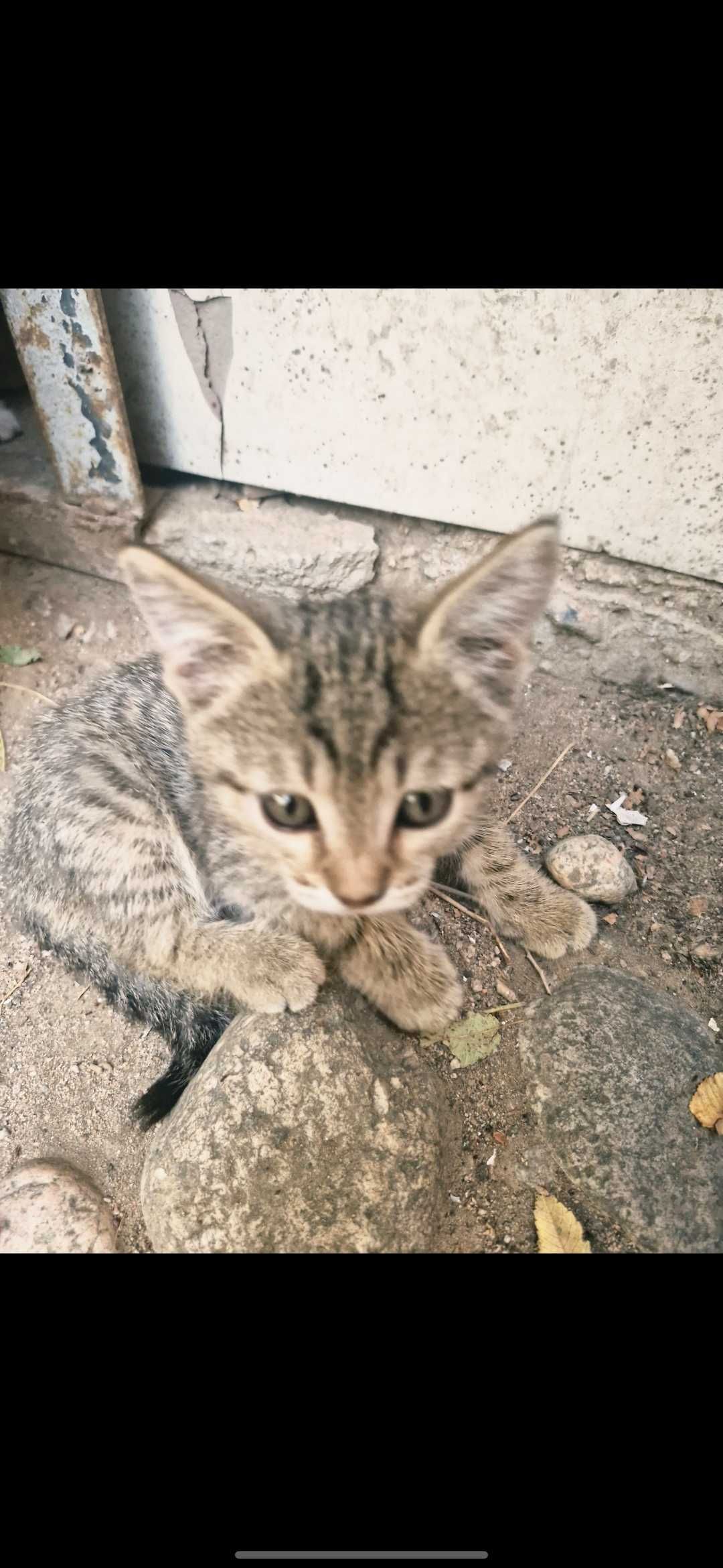 Котятки ждут своих хозяев