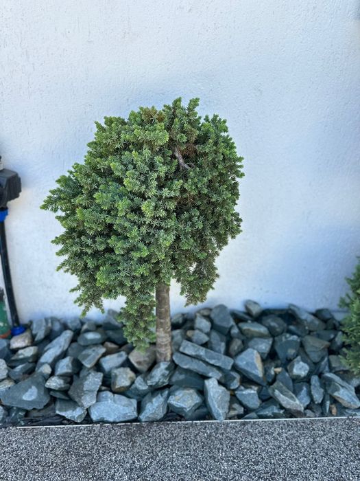 Piatra Cubică, Plante Naturale, Gazon – Totul la Cheie!