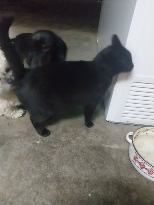 Vând iepuri uriaș albastru