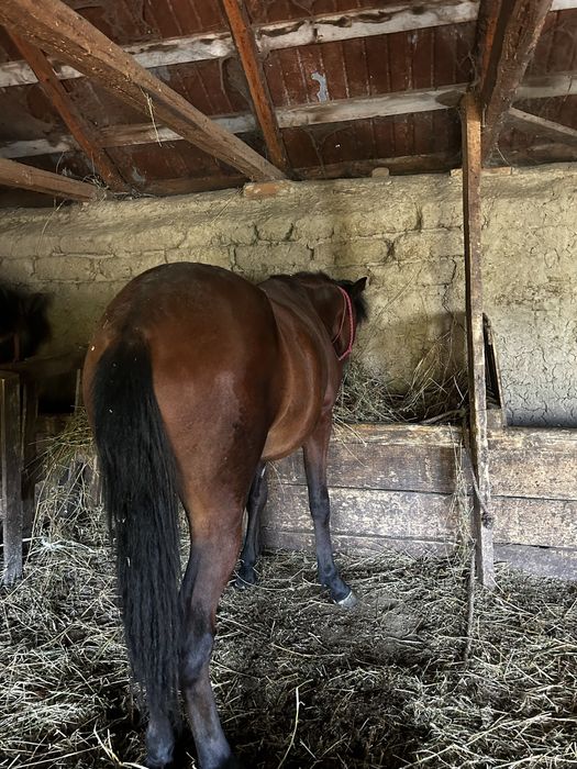 Vând manji (de preferat toti odată)