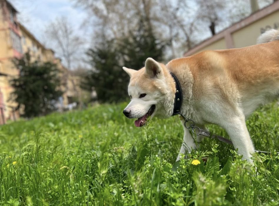 Ищем невесту для Акита-ину.