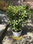 Crassula ovata.