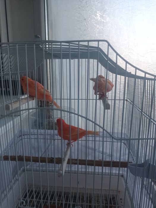 Pui canari  diferite culori