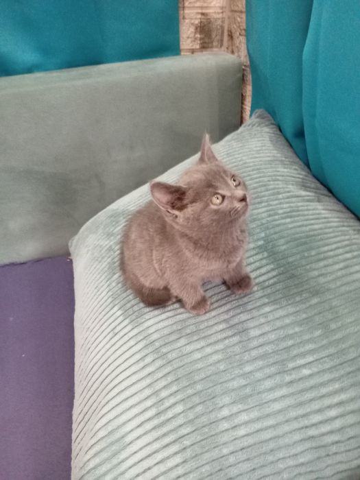 Продавам мъжко британче на 2 месеца