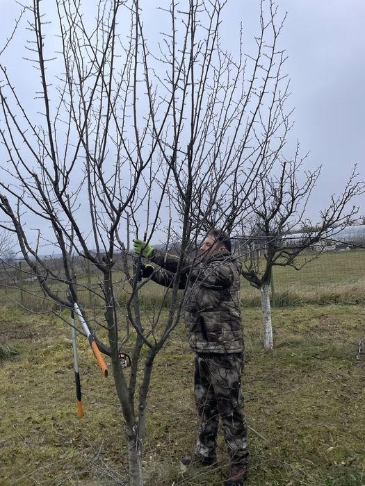 Cosmetizari pomi fructiferi si plante ornamentale