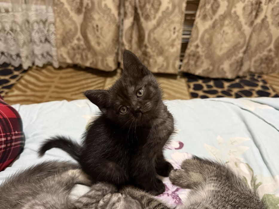 Продаю котят 250тыс