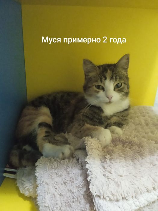 Котят в добрые руки