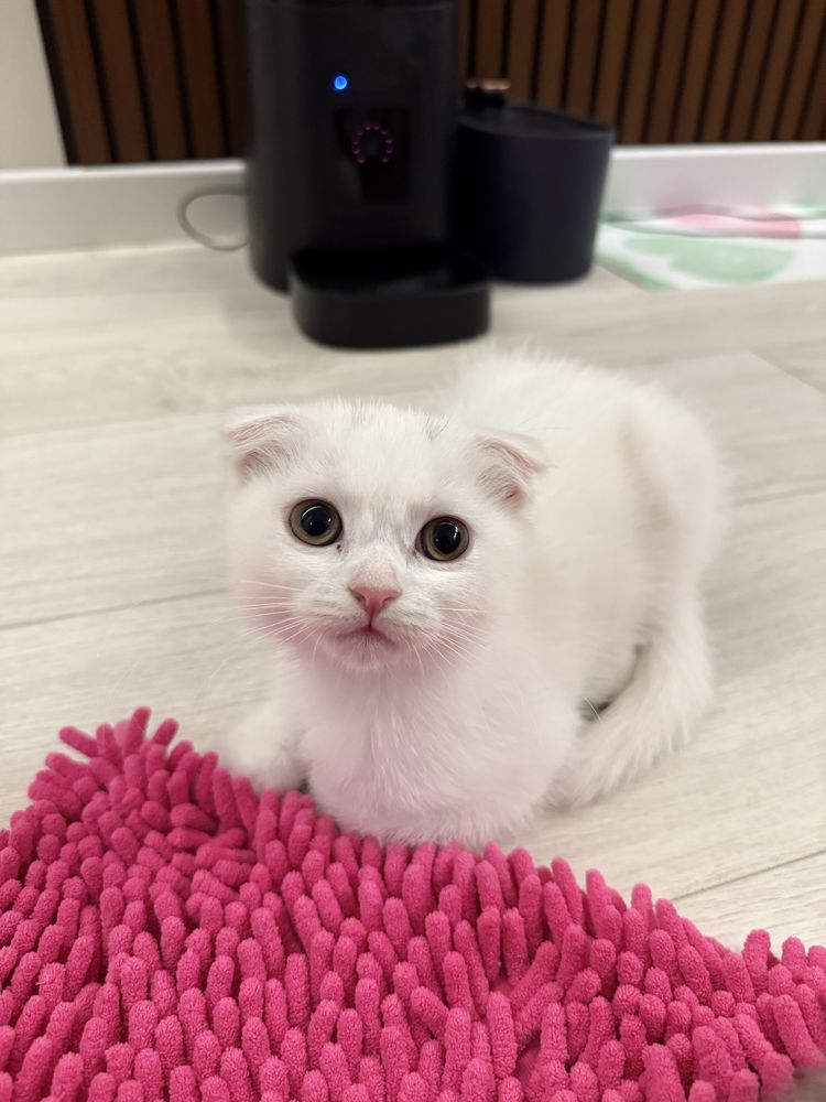 Продаётся котята им 3 месяца