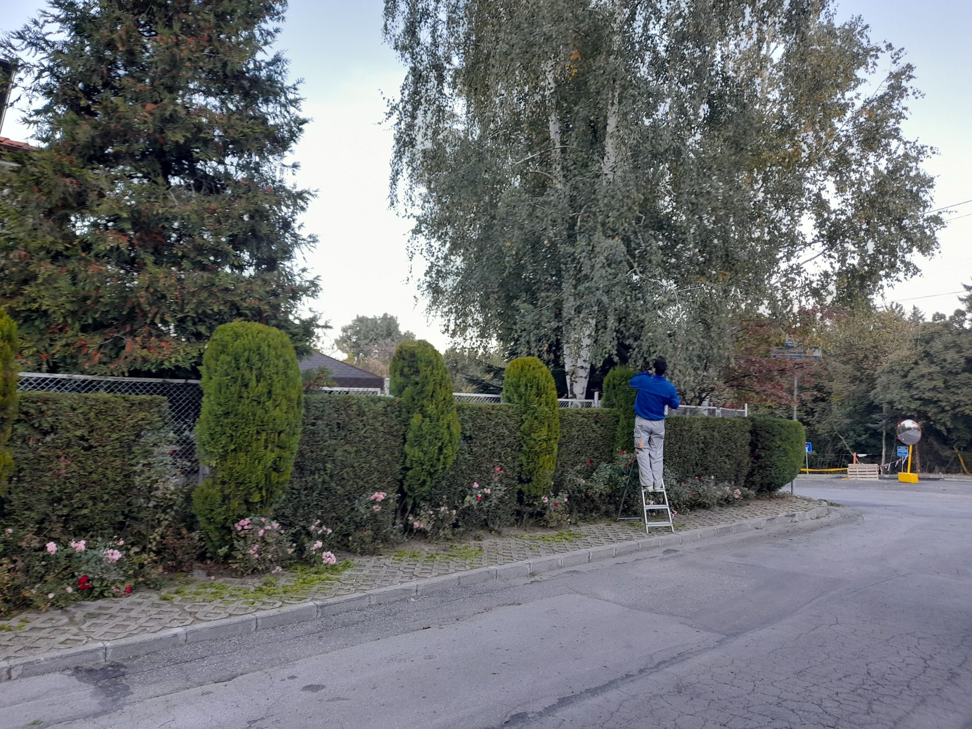 Косене на трева,градинарски услуги,озеленяване и поддръжка на дворове