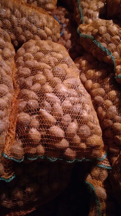 Vand cartofi samanta alb pentru animale