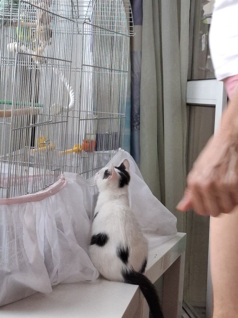 Търся дом за коте бяло с черно .Гальовно,Добро и мило