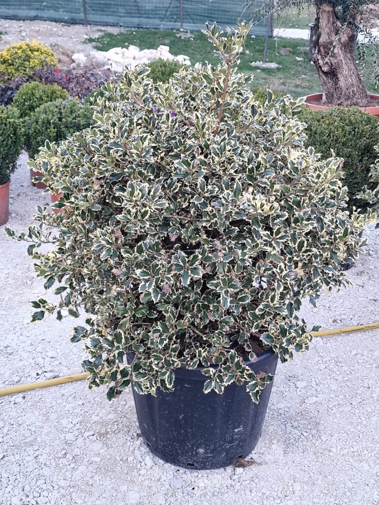 Ilex , Plante Ornamentale