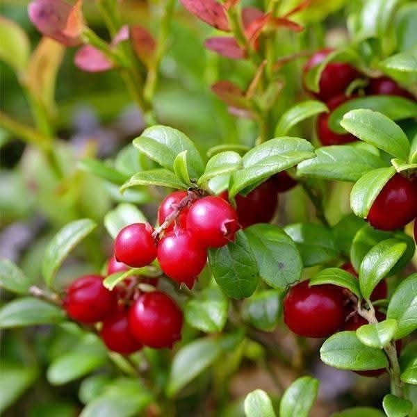 Боровинка червена Koralle. Цена за корен 20-30см 5 лв.