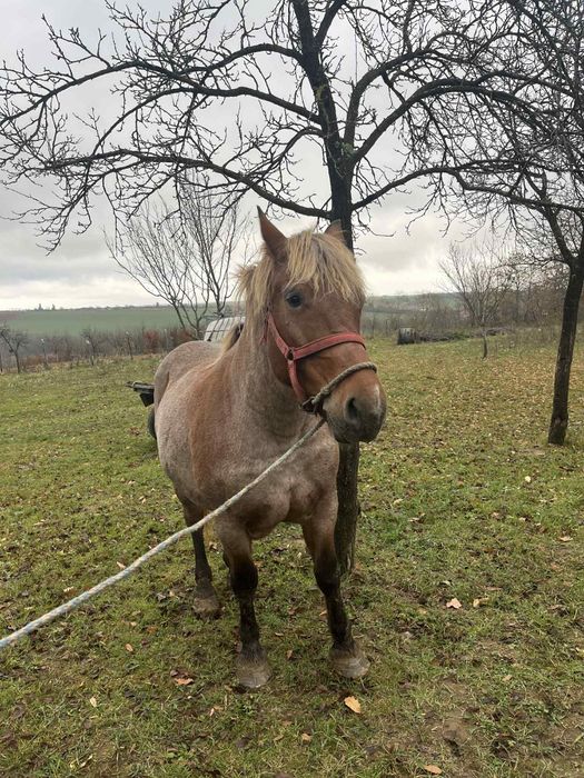 Vând iapă de 4 anii