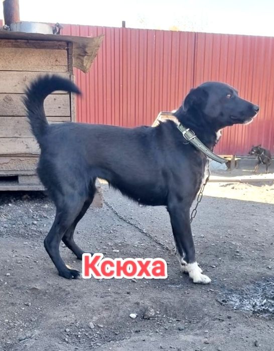 Дарю в добрые и ответственные руки