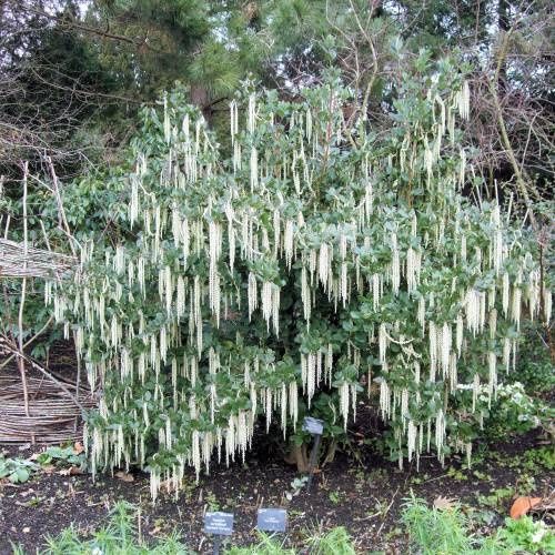 Гария (garrya thuretii)