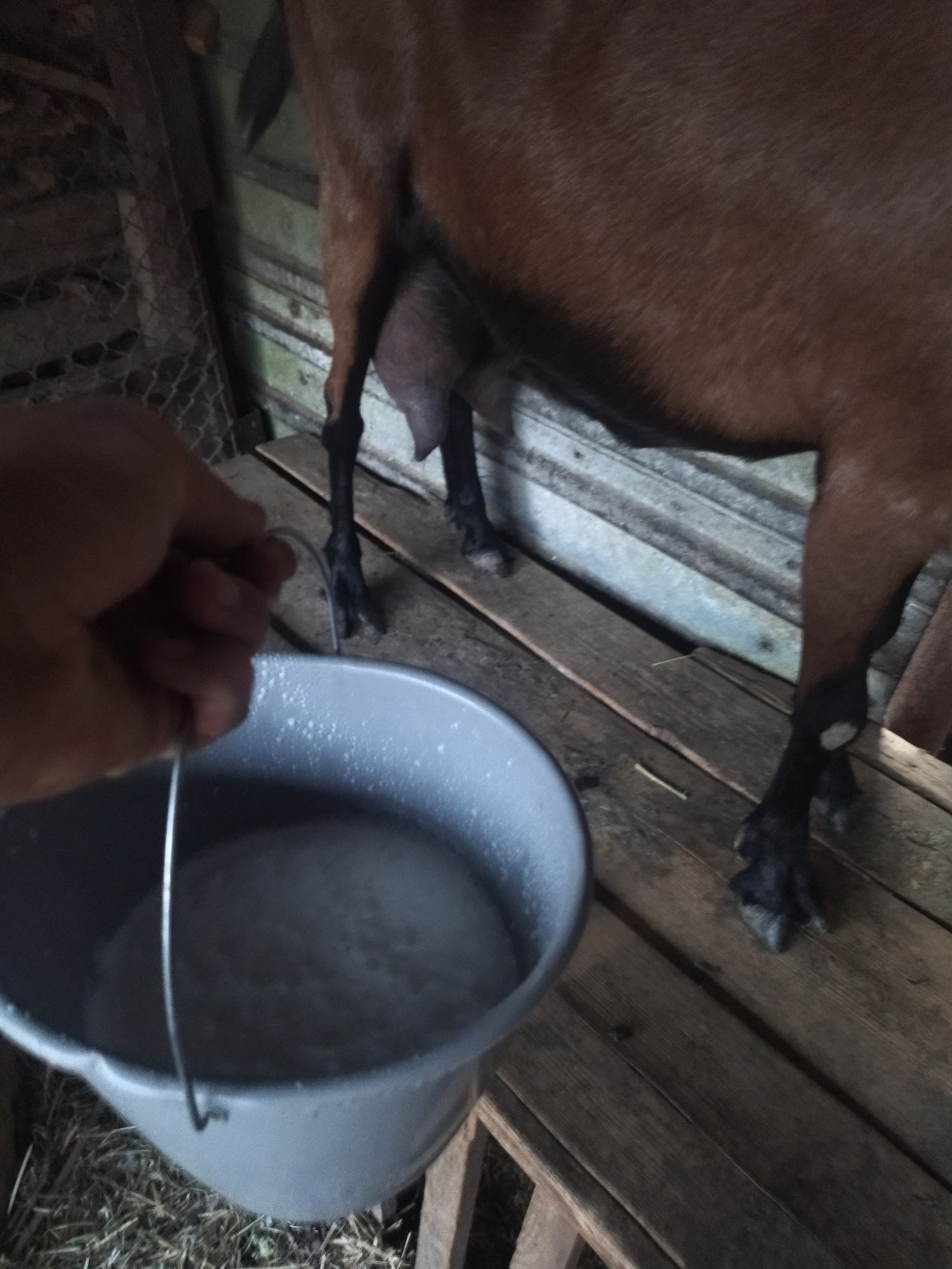 Vând capră alpină franceza originala