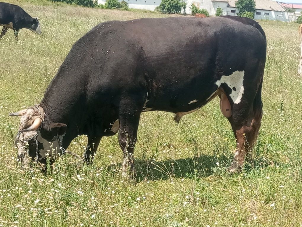 Vaci grase  bune de abator