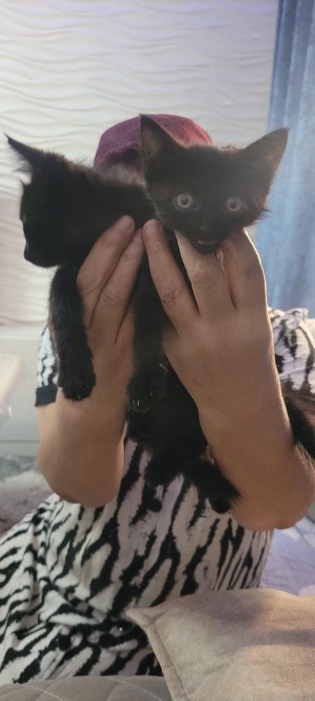 Котята мальчики в хорошие руки