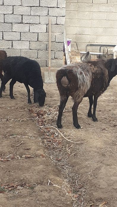 Қои бар семіз соиып берем