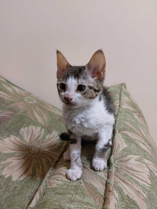 ПОДАРЯВАМ домашни котенца