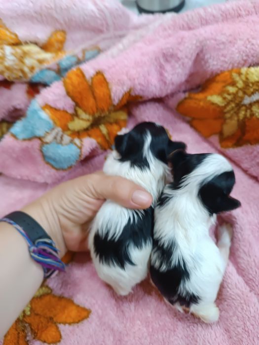 Щенки бивер йорка.резерв