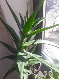 Aloe planta - diferite marimi