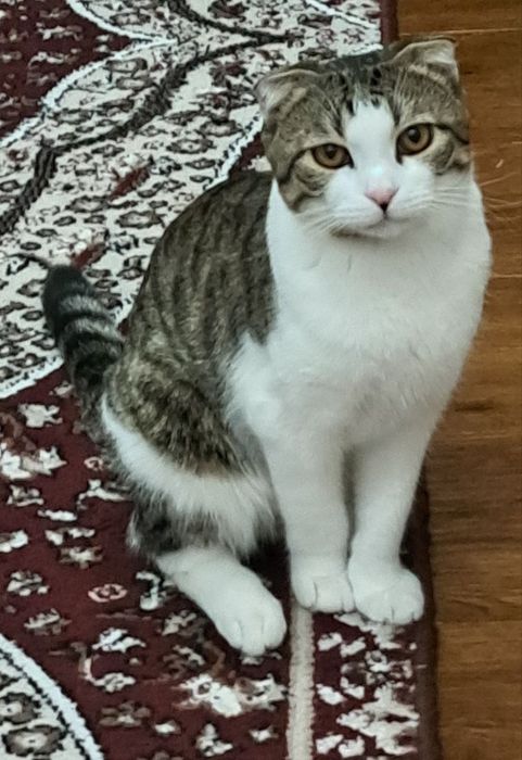 Продаётся кошка Скоттиш фолд