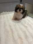 Shih  tzu fetiță