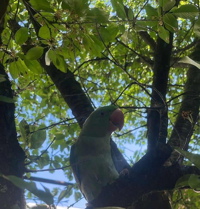 Papagal Marele Alexandru