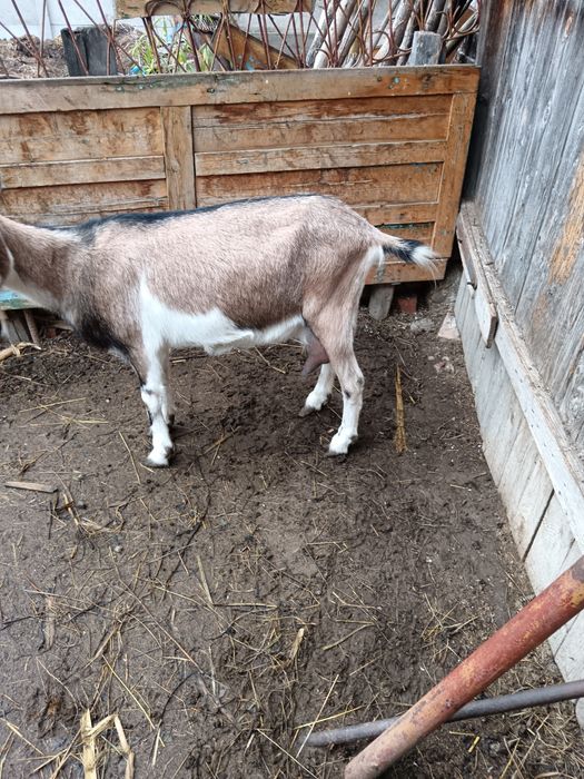 Vând capra alpina cu sannen