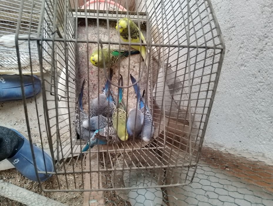 Papagali peruși Dâmbovița